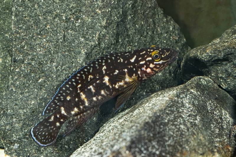 Julidochromis sp. 'transcriptus tanzania' Molwe